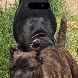 Boy1 - Chestnut brindle male Cane Corso puppy in Granbury, Texas from Revolutions Kennel