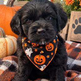 Onix - Black male Shihpoo puppy in Cooper City, Florida from Jenny La Bone