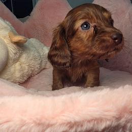 Ember- AKC Price 3210 - pet only price 2,210 - Brindle female Dachshund puppy in Bristol, Tennessee from It's Mini Wieners Baby