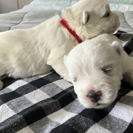 West Highland White Terrier Puppies from Northshore Chicago Westies