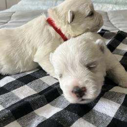 West Highland White Terrier Puppies from Northshore Chicago Westies