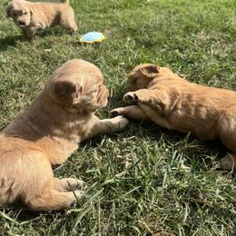 Golden Retriever Puppies from Lyons Golden Retrievers