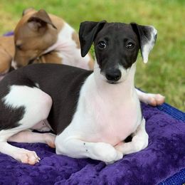 Italian Greyhound Puppies from Divine Italian Greyhounds