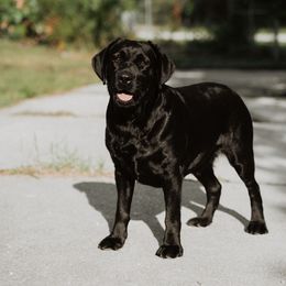 Mila - Labrador Retriever