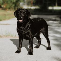 Mila - Labrador Retriever