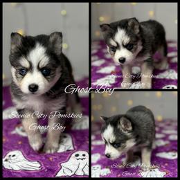 The Ghost Boy - Black and white male Pomsky puppy in Rossville, Georgia from Scenic City Pomskies