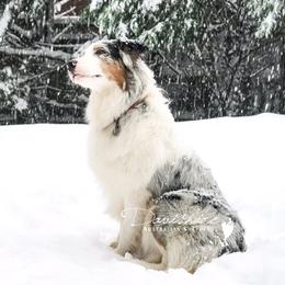 Luna  - Australian Shepherd