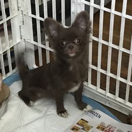Singa - Chihuahua