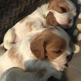 Cavalier King Charles Spaniel Puppies from Christina’s Cavaliers