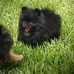 Pomeranian Puppies from Endure Farm Inc
