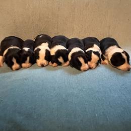 Boy 6 - male Border Collie puppy in St. Cloud, Florida from Marcy's Border Collies