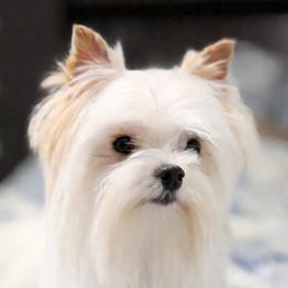 Oliver - Yorkshire Terrier