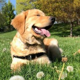 Golden Retrievers from Haven Acre Goldens