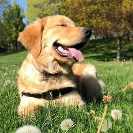 Golden Retrievers from Haven Acre Goldens