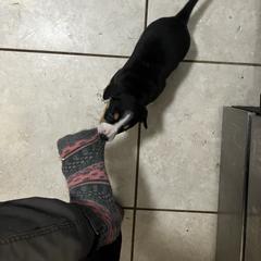 Entlebucher Mountain Dog Puppies from Ironclad