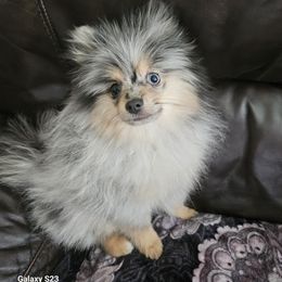 Pomeranian Puppies from Raveno Poms