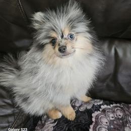 Pomeranian Puppies from Raveno Poms