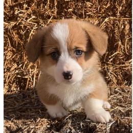 Willow Girl 4 Green2 - Red female Pembroke Welsh Corgi puppy in Shelley, Idaho from Whistling Wind Corgi’s