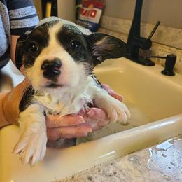 Pembroke Welsh Corgi Puppies from S7 Corgis and Chaos