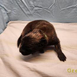 Green - Mahogany and black male Belgian Tervuren puppy in Merrill, Michigan from Reves Vifs Belgian Shepherds
