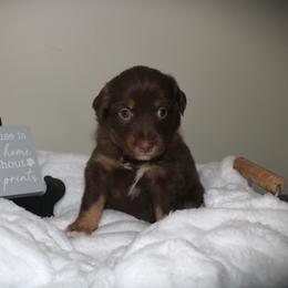 Scarlet - Red tri-color female Australian Shepherd puppy in Mocksville, North Carolina from Trailblazing Aussies