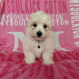 Won - White male Coton de Tulear puppy in Glenview, Illinois from MySoulKick_Coton