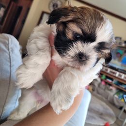 Shichon and Shih Tzu Puppies from Teddy Bear (Shichon) Puppies
