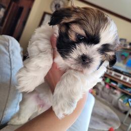 Shichon and Shih Tzu Puppies from Teddy Bear (Shichon) Puppies