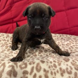 Aang - Brindle male xDutch Shepherd puppy in Chelsea, Alabama from Alliance K9