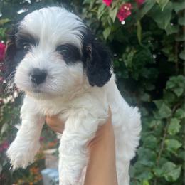 Oreo - Black and white male Cavapoo puppy in Gilbert, Arizona from Desert Willow Cavapoos