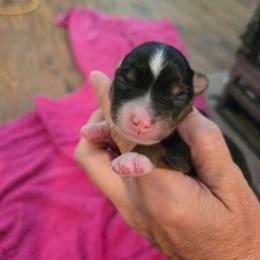 Black tri 2 - Black tri male Toy Australian Shepherd puppy in Forney, Texas from Texas Talent Toy Aussie's and Labs
