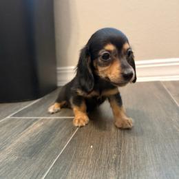 Price 1,875 - Pink Girl - Black and cream female Dachshund puppy in Horizon City, Texas from Willipaws