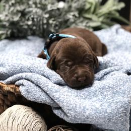 Labrador Retriever Puppies from AGL Retrievers