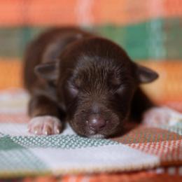 PUMPKIN - Red tri-color female Australian Shepherd puppy in Star City, Arkansas from Blush & Lace Aussie Co.