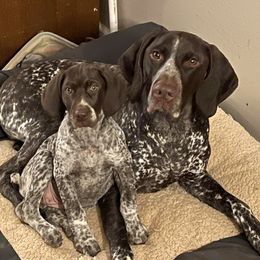 German Shorthaired Pointers from Royale  German Shorthaired Pointers
