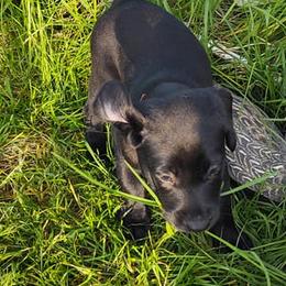 Labrador Retrievers from 3 Springs Kennel