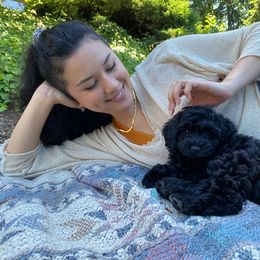 Australian Labradoodle Puppies from Tiny Treasures Australian Labradoodles