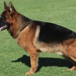 Bubba - German Shepherd