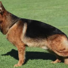 Bubba - German Shepherd