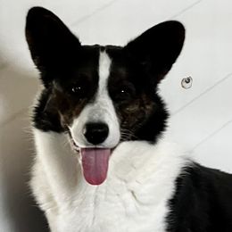 Cardigan Welsh Corgi and Pembroke Welsh Corgi All Grown Up from Rockin’ DA Corgis & Critter Transport LLC