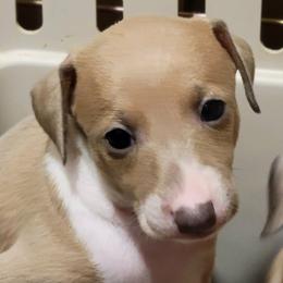 Italian Greyhound puppies from Crosswinds Farm Italian Greyhounds