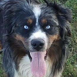 Australian Shepherds from Ritland Aussies
