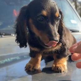 Lilly - Black and tan female Dachshund puppy in Lufkin, Texas from Dixie Chic Frenchies & Dachshunds