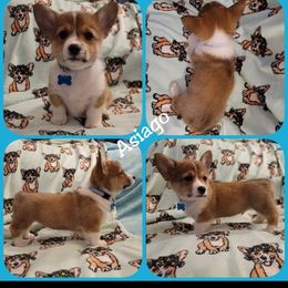 Pembroke Welsh Corgi Puppies from STR Corgis