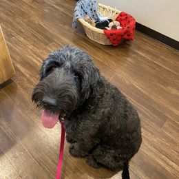 Goldendoodle Puppies from Cottage Companion Doodles