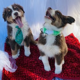 Australian Shepherd Puppies from Topaz Aussie’s