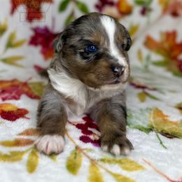 Reba bmm #1 - Miniature Australian Shepherd puppy in Buchanan, Georgia from Stanleyville Farm Mini Aussies