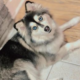 Brady - Pomsky