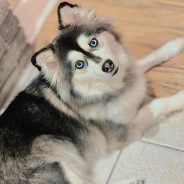 Brady - Pomsky