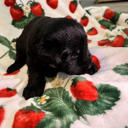 Giant Schnauzer Puppies from Toledo Bend Giants Vom Zitronen